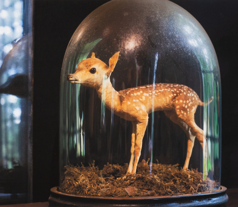 Deer under vitrine