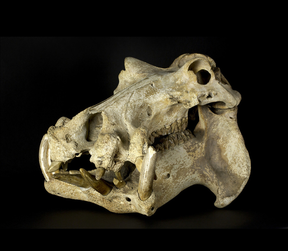 Hippopotamus skull