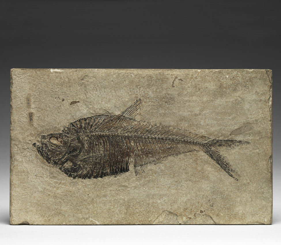 Fossilized Fish (Diplomystus humilis)