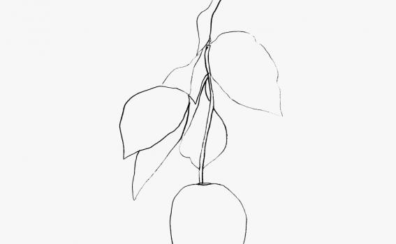 Ellsworth Kelly, Cyclamen II (detail) Ellsworth Kelly, Cyclamen II (detail)