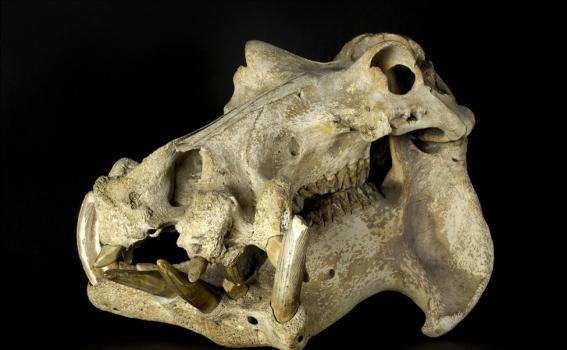 Hippopotamus skull Hippopotamus skull