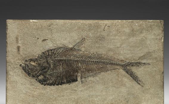 Fossilized Fish (Diplomystus humilis)