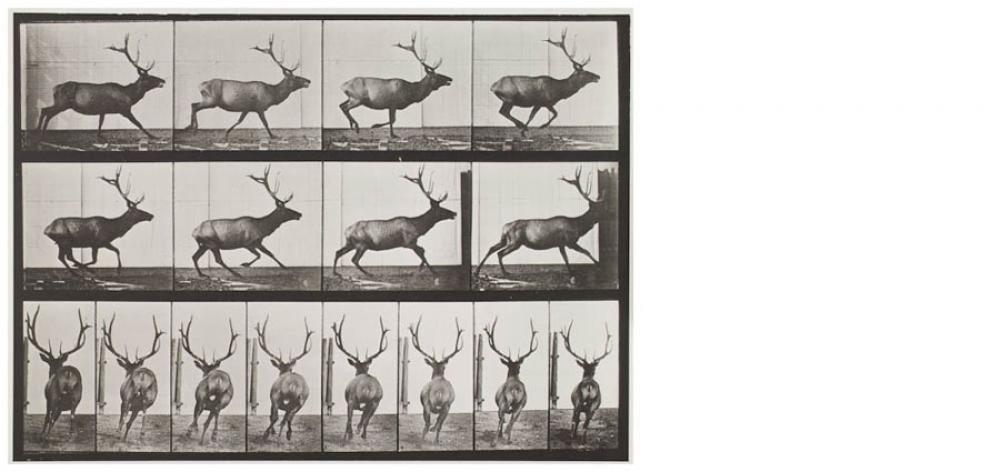 Eadweard Muybridge, Animal Locomotion, Plate 695 (running elk) 1887, Collotype on ivory wove paper.  