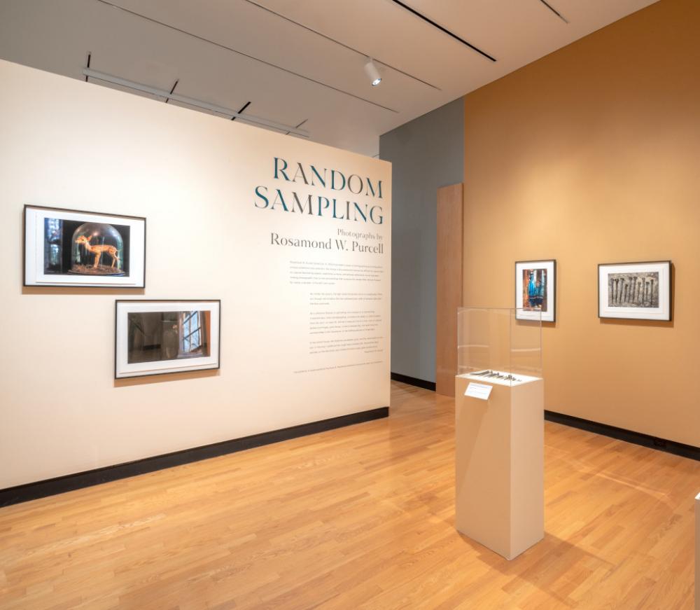 Installation view of Random Sampling: Photographs by Rosamond W. Purcell, Fall 2021 Installation view of Random Sampling: Photographs by Rosamond W. Purcell, Fall 2021