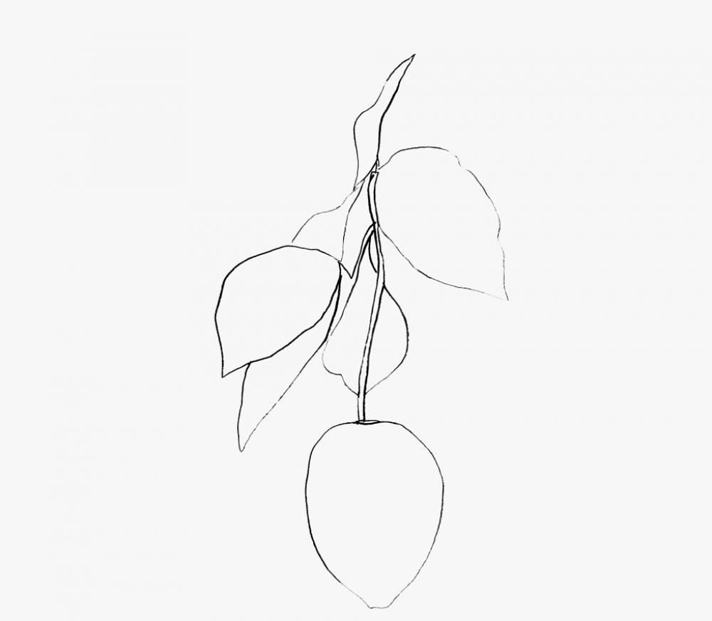 Ellsworth Kelly (American, b. 1923), Citron (Lemon) (detail), 1965-66 Ellsworth Kelly (American, b. 1923), Citron (Lemon) (detail), 1965-66