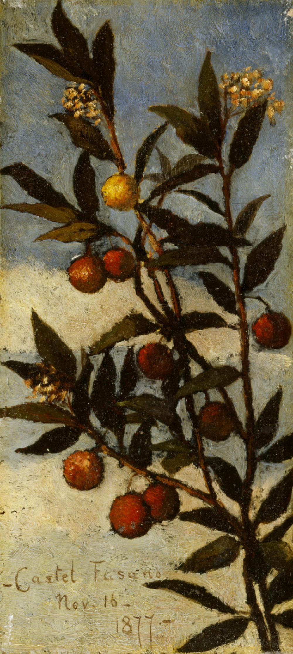 Boott, Elizabeth, Flowering Arbutus Tree (Castel Fusano) Boott, Elizabeth, Flowering Arbutus Tree (Castel Fusano)
