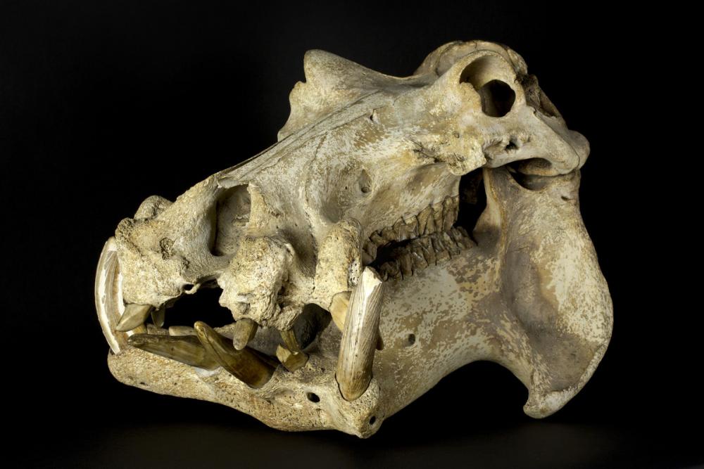 Hippopotamus skull Hippopotamus skull
