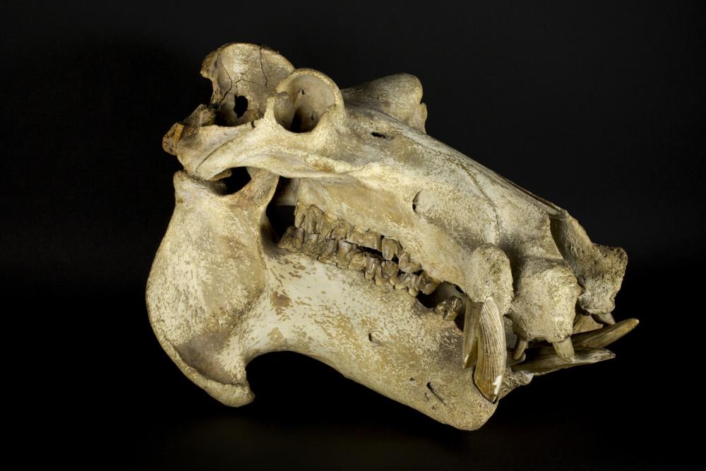 Hippopotamus skull Hippopotamus skull
