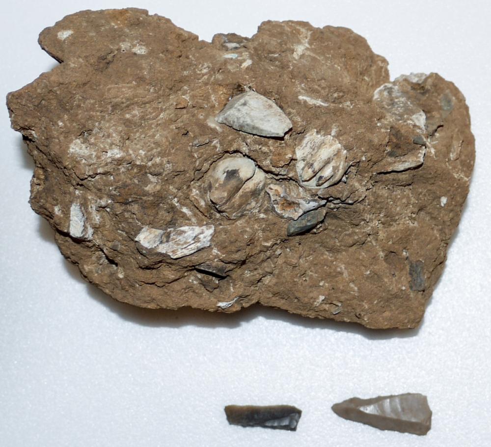 Unknown (Upper Mousterian), hearth soil sample, ca. 150,000-40,000 BCE Unknown (Upper Mousterian), hearth soil sample, ca. 150,000-40,000 BCE