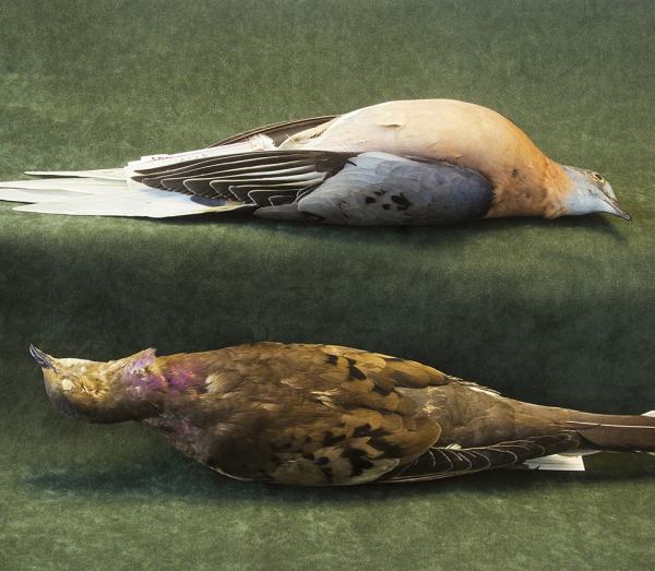 Rosamond Wolff Purcell (American, b. 1942), Passenger Pigeon (detail), 2008 capture; 2013 print