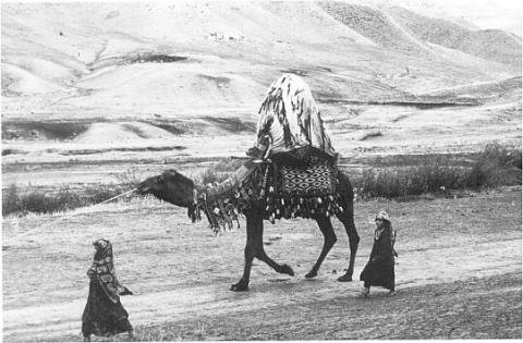 Yomut bride on camel bearing an asmalyk and other trappings