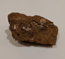 Hearth soil sample, Upper Mousterian (ca. 150,000-40,000 BCE)