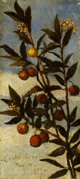 Boott, Elizabeth, Flowering Arbutus Tree (Castel Fusano)