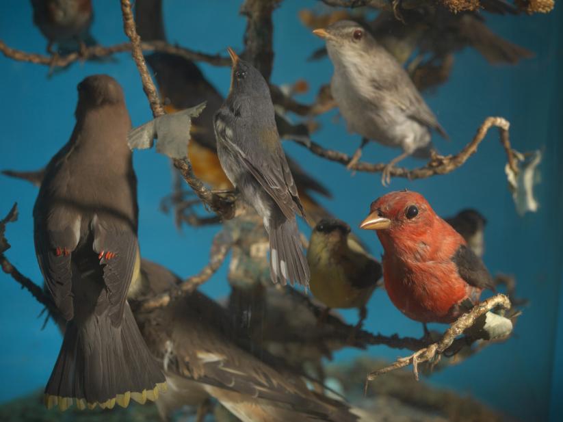 Birds of Mary Lyon's Time parlor dome