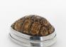 K., J., Tortoise shell box