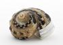 Phipps, Thomas; Robinson, Edward; Snail shell snuffbox