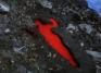 Ana Mendieta (Cuban, 1948-1985), Silueta Sangrienta, 1975 (flim still)