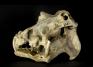 Hippopotamus skull