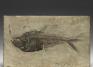 Fossilized Fish (Diplomystus humilis)