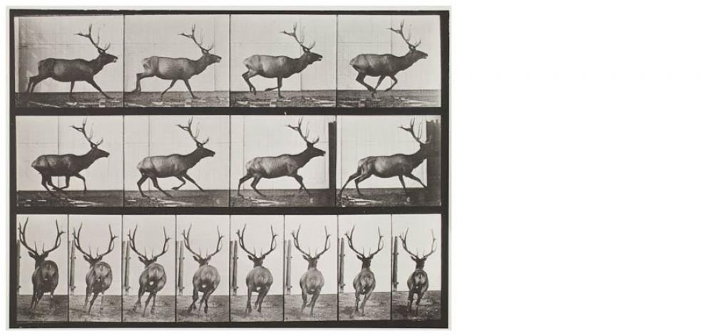 Eadweard Muybridge, Animal Locomotion, Plate 695 (running elk) 1887, Collotype on ivory wove paper. Eadweard Muybridge, Animal Locomotion, Plate 695 (running elk) 1887, Collotype on ivory wove paper.