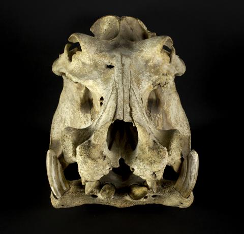 Hippo skull