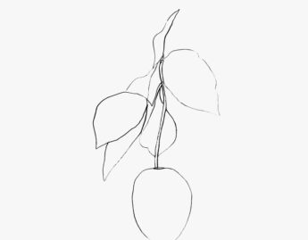 Ellsworth Kelly, Cyclamen II (detail)