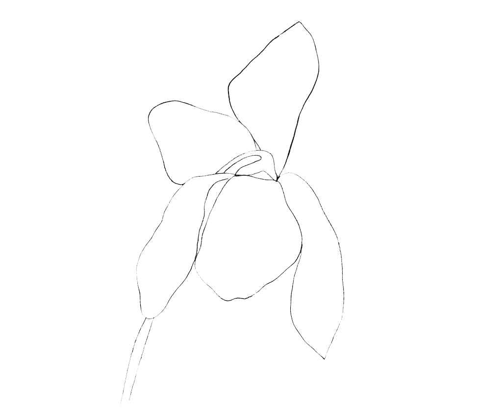 Ellsworth Kelly (American, b. 1923), Cyclamen II, 1964-65