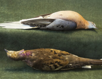 Rosamond Wolff Purcell (American, b. 1942), Passenger Pigeon (detail), 2008 capture; 2013 print