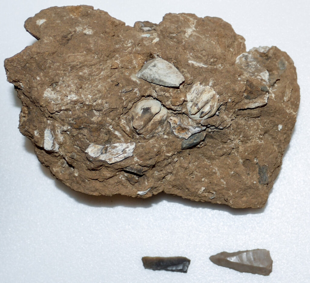 Unknown (Upper Mousterian), hearth soil sample, ca. 150,000-40,000 BCE