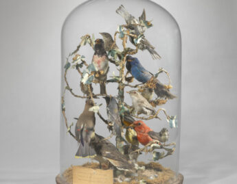 American, Birds of Mary Lyon's Time parlor dome
