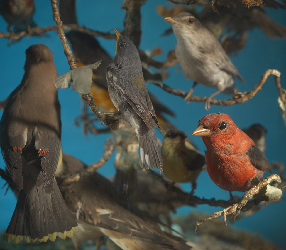 Unknown (American), Birds of Mary Lyon's Time parlor dome (detail), 1845