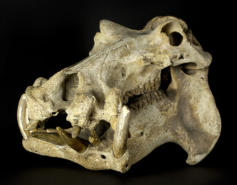 Hippopotamus skull
