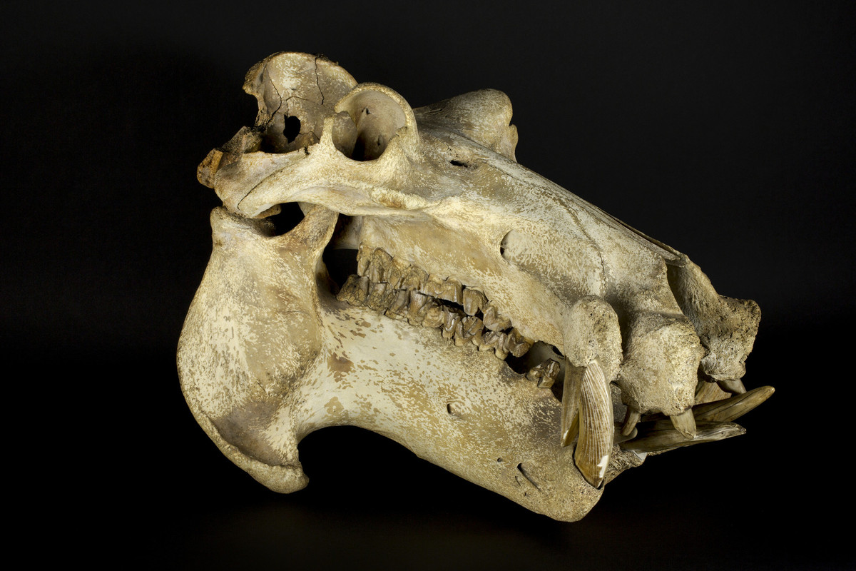Hippopotamus skull