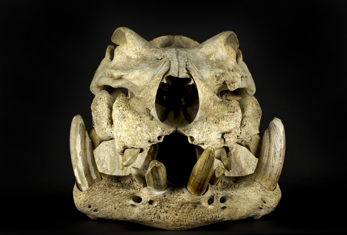 Hippopotamus skull