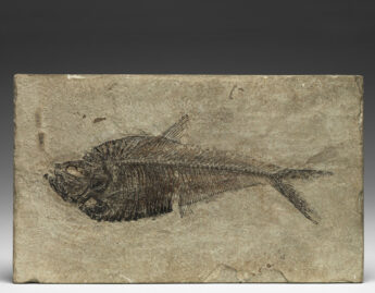 Fossilized Fish (Diplomystus humilis)
