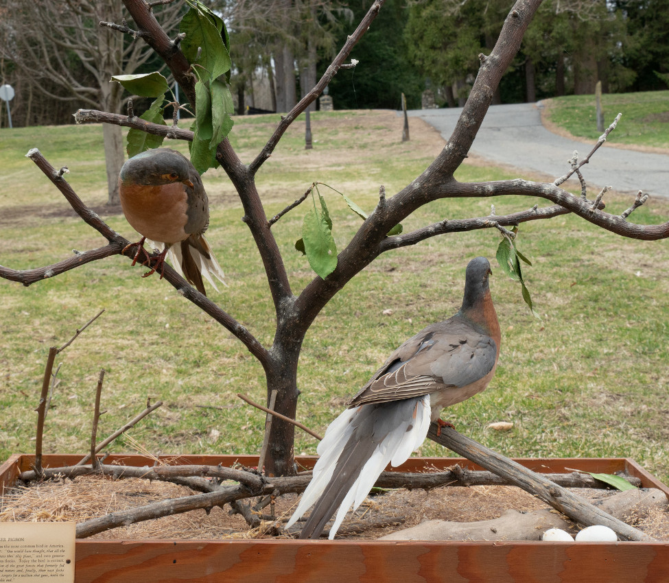 The Passenger Pigeon at the Skinner Museum