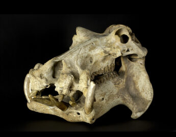 Hippopotamus skull