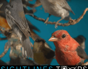Sarah Dauer '20 Sightlines Tour